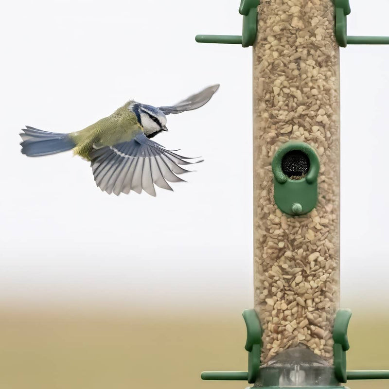 The Role of Feeding Stations in Supporting Declining British Bird Species