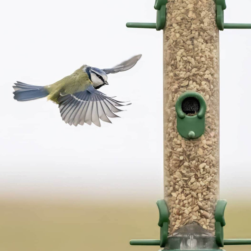 When “Pause Feeding Seed” Isn’t the Whole Story (A Note on the 1st of May)