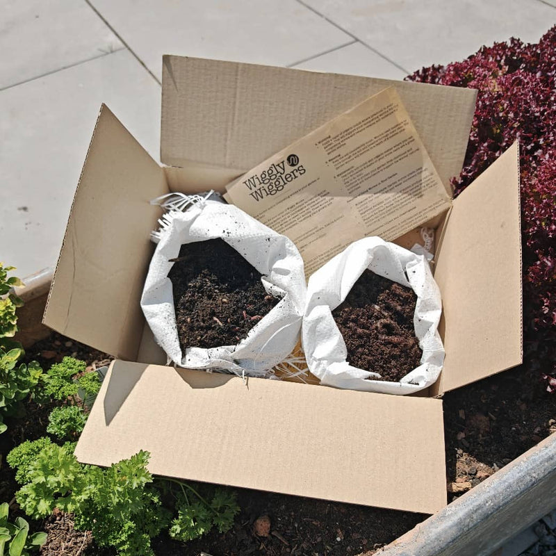 What Worms Do I Need for My Raised Beds?