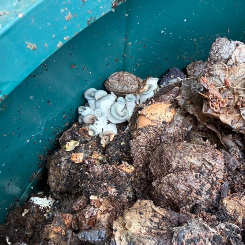Mushroom Growing Kits That Keep Giving Back to Your Soil