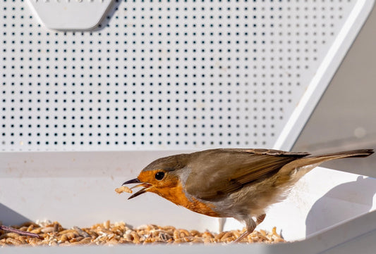 Why LIVE Mealworms Can Make Such a Difference to Garden Birds in Spring & Summer