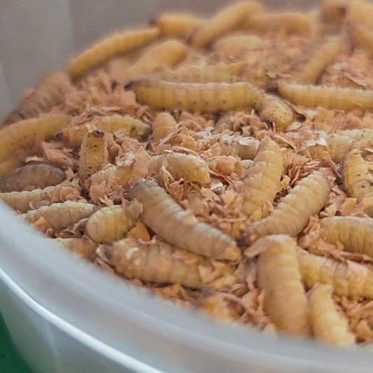 Ask the Wiggly Experts: What Are Waxworms, and When Should I Be Feeding These Over Mealworms?