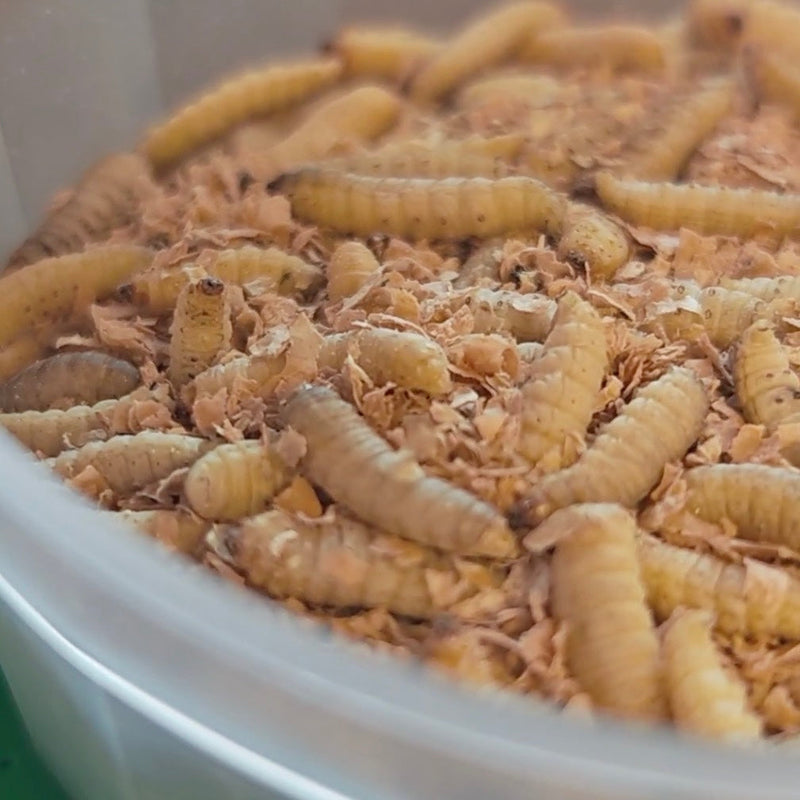 Ask the Wiggly Experts: What Are Waxworms, and When Should I Be Feeding These Over Mealworms?