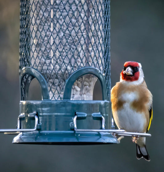 Why aren’t birds visiting my feeder?