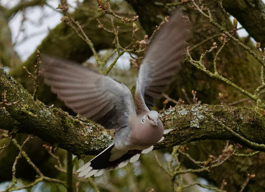 The Turtle Dove Is Back (Just About)