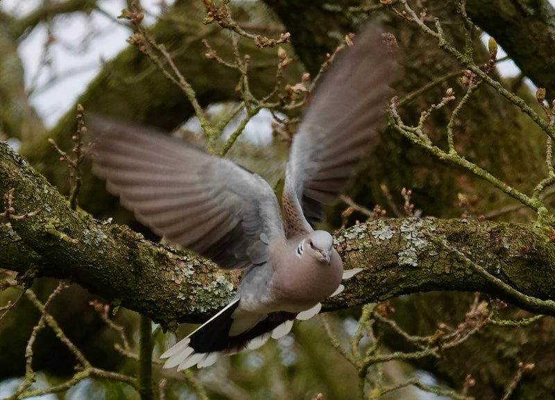 The Turtle Dove Is Back (Just About)