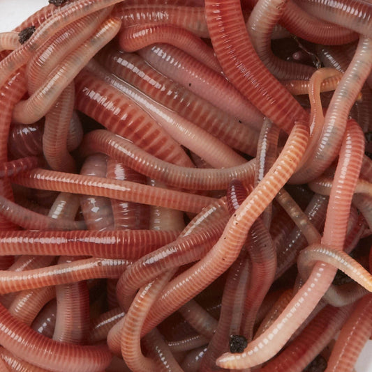 What Worms Really Do in Soil