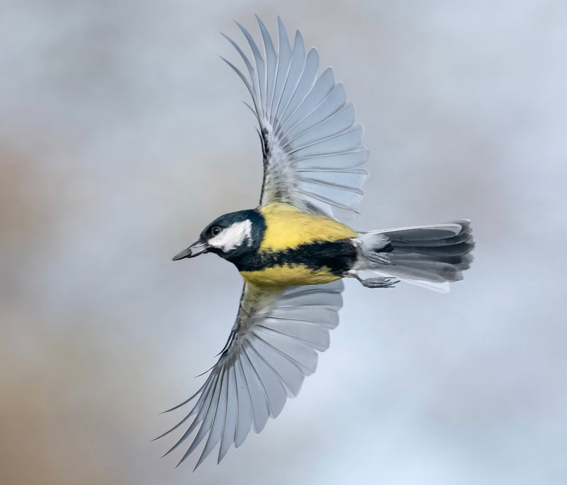 THE BIRD DOES THE DEHUSKING. NOT A FACTORY.