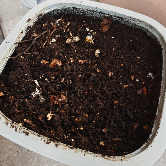 A third wormery for Steve