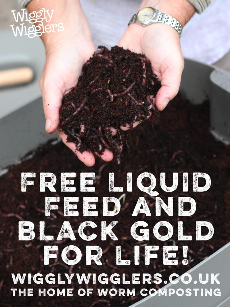 Using your Worm Compost as a top dressing