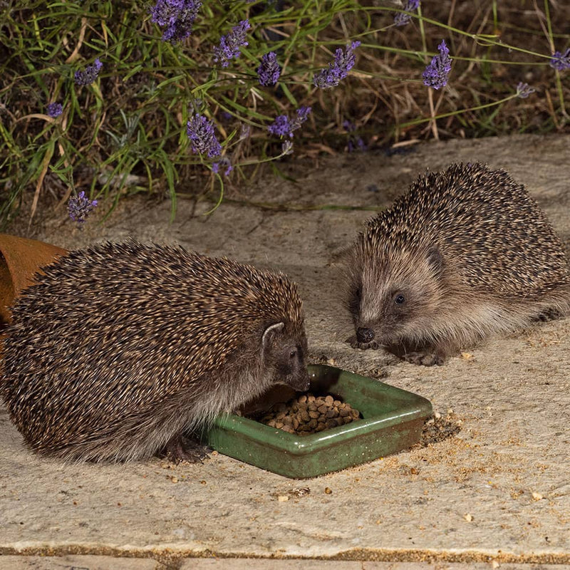 A new treat for Hoggy friends!