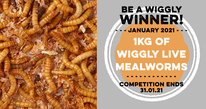 Win a 1kg Bag of our Bestselling Live Mealworms - Worth £25!