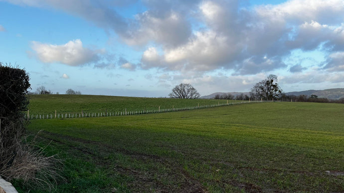 The Wiggly Hedge Fund update February 2022