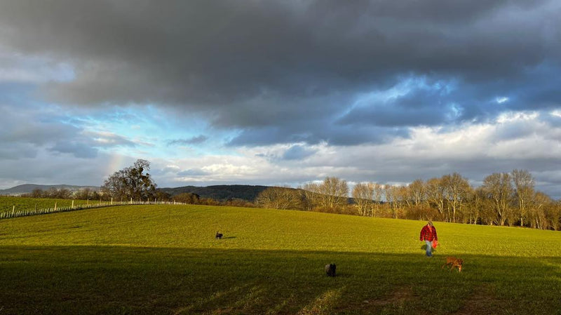 Wiggly Hedge Fund Update - Marjory Mavro and Fern helping :)