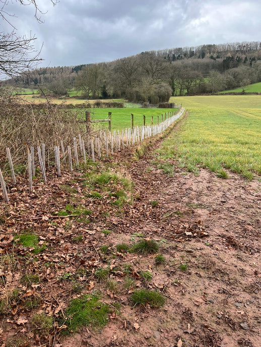 The Wiggly Hedge Fund update March 2022