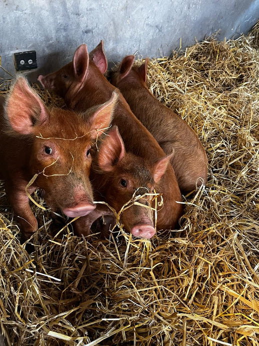 We’ve been collecting our PIGGIES which we bought from a farm locally at 10 weeks old!