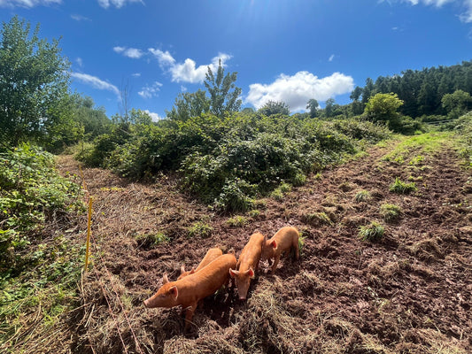 Happy as Pigs in Muck :)