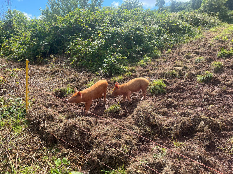 Tamworth Piggy Facts…