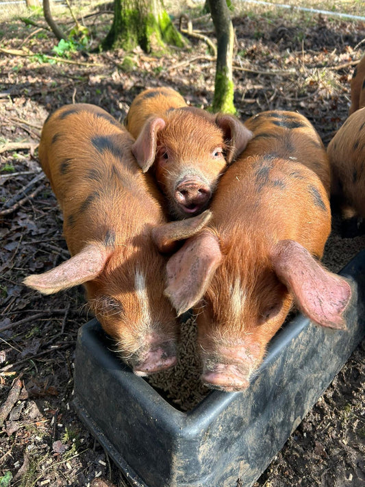 WW Video: The Wiggly Piggy Bank
