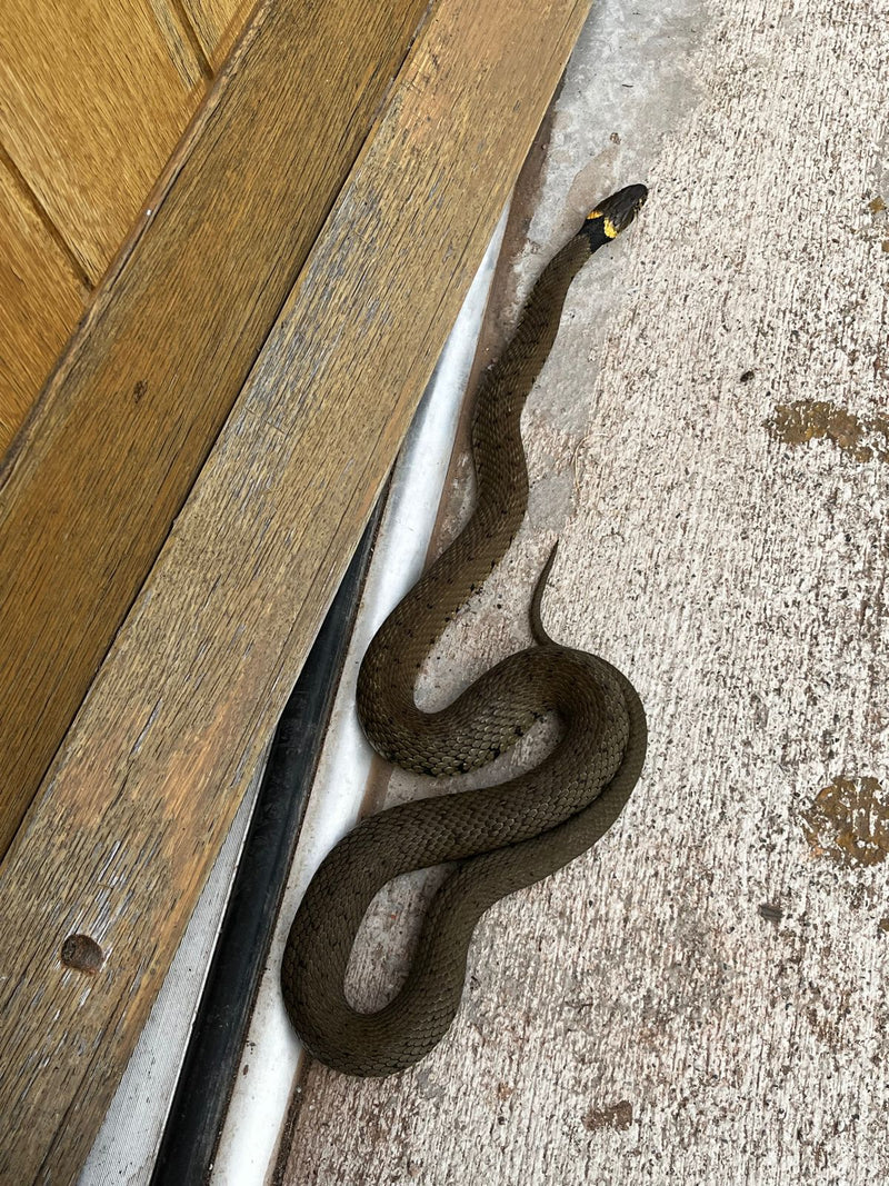 Look what we saw today at Wiggly Wigglers!