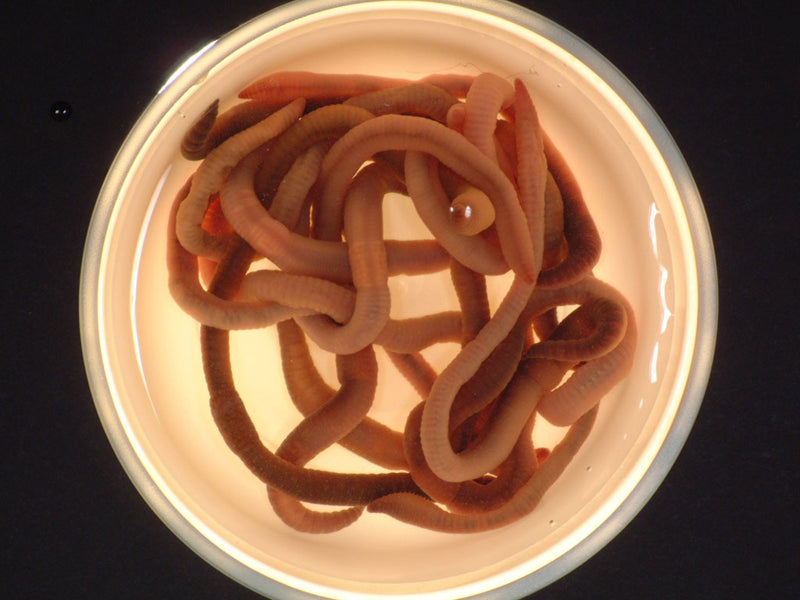 Wiggly Wigglers are famous for worms!