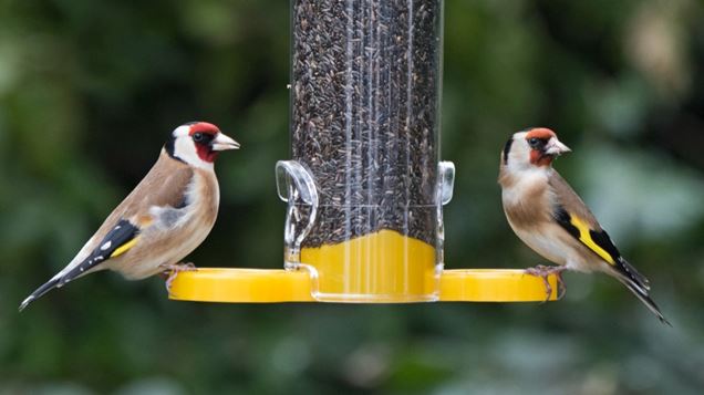 Take Part in the 2023 BIG GARDEN BIRDWATCH!