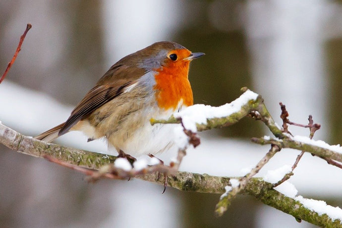 Three Top Tips for supporting your Garden Birds at Christmas