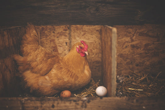 Your Hens will LOVE Layers Mash/ Pellets!