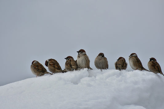 Caring for your Birds in Cold Weather Part 2