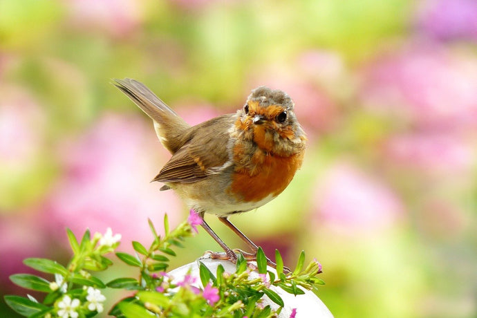 Spotting a robin in your garden is seriously cheering - whatever time of year.