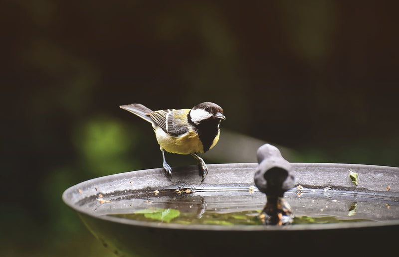 When to feed your Garden Birds