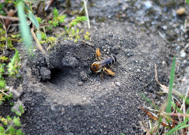 The Decline of the Bee