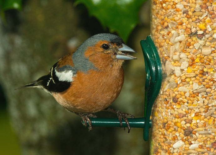 How to keep your Garden Birds Healthy.