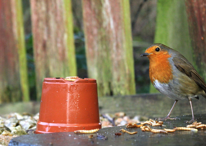 Feeding your Garden Birds this February