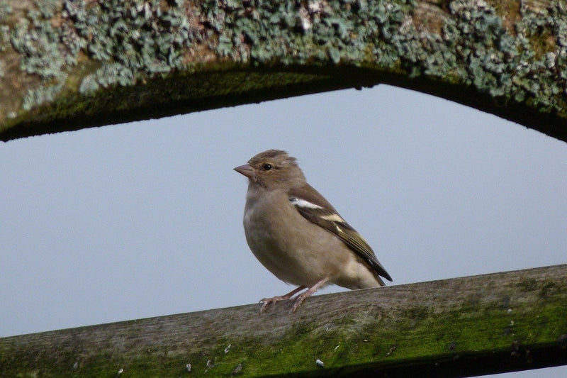 Feeding Your Garden Birds in May