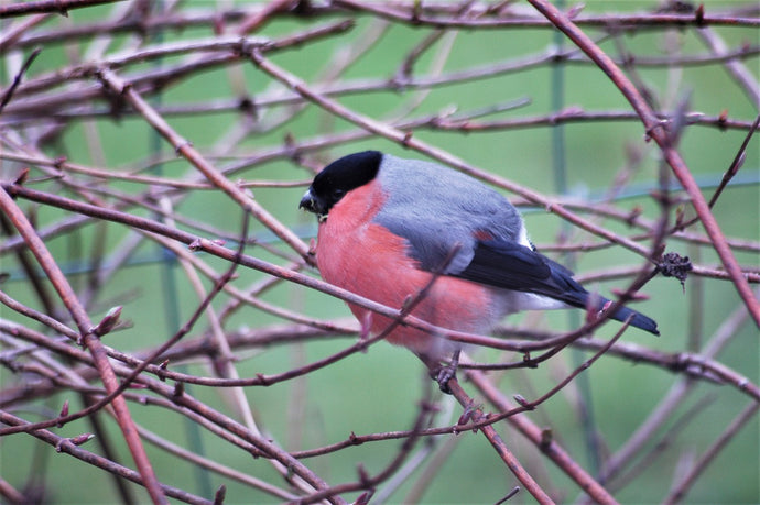 Three Top Tips for supporting your Garden Birds at Christmas