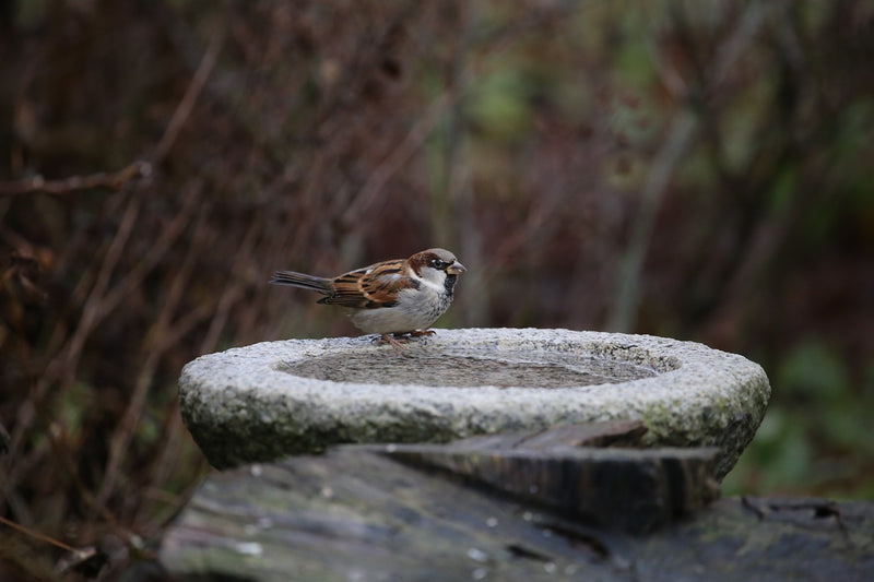 Why your Birdbath is important for your garden birds
