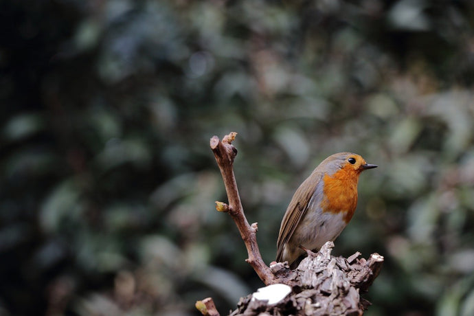 5 Wiggly Top tips to get you started with Birdfeeding