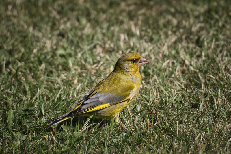 Got a peckish Greenfinch?