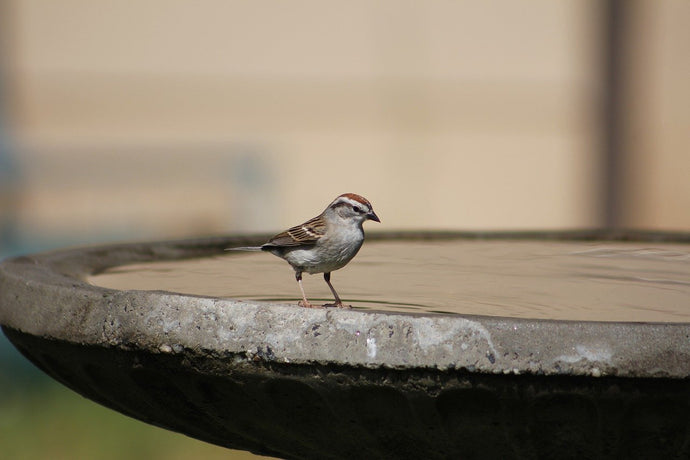 Water for Your Garden Birds