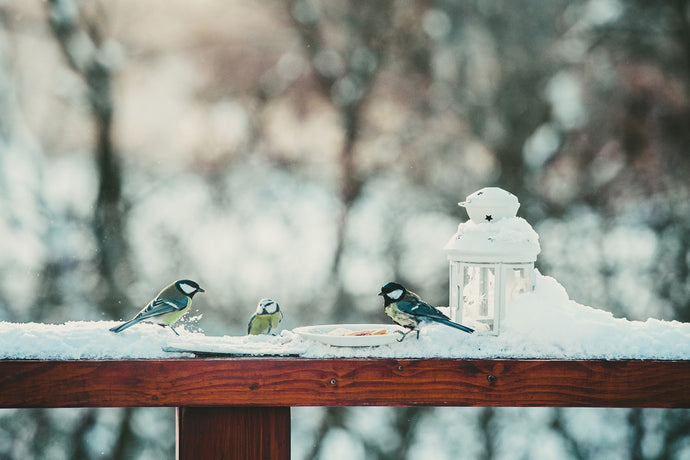 Looking After Your Birds in Cold Weather? We're Here to Help.