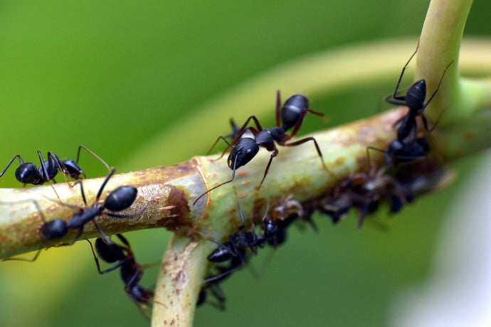 Amazing Ants