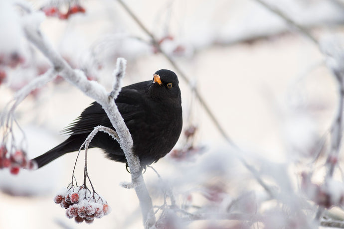 Your Garden Birds in January and February