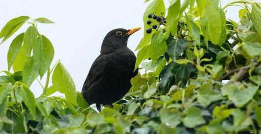 The Autumn Bird Table: Who’s Coming to Tea?