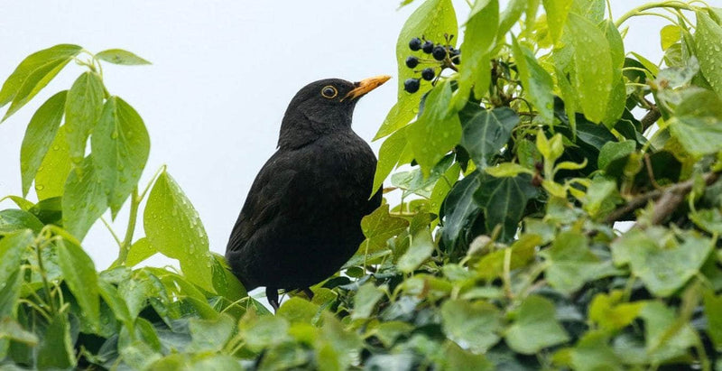 The Autumn Bird Table: Who’s Coming to Tea?