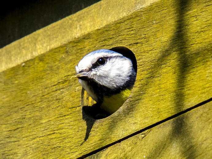 Top tips about bird boxes