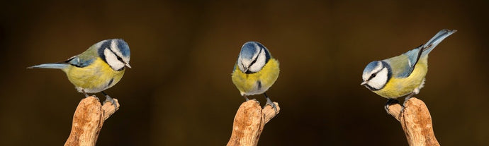 Got lots of beaks to feed? Signup to our newsletter and save on Seed!