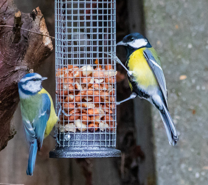 Blue Tits love our Wiggly Peanuts - and you'll love our Email Newsletter!