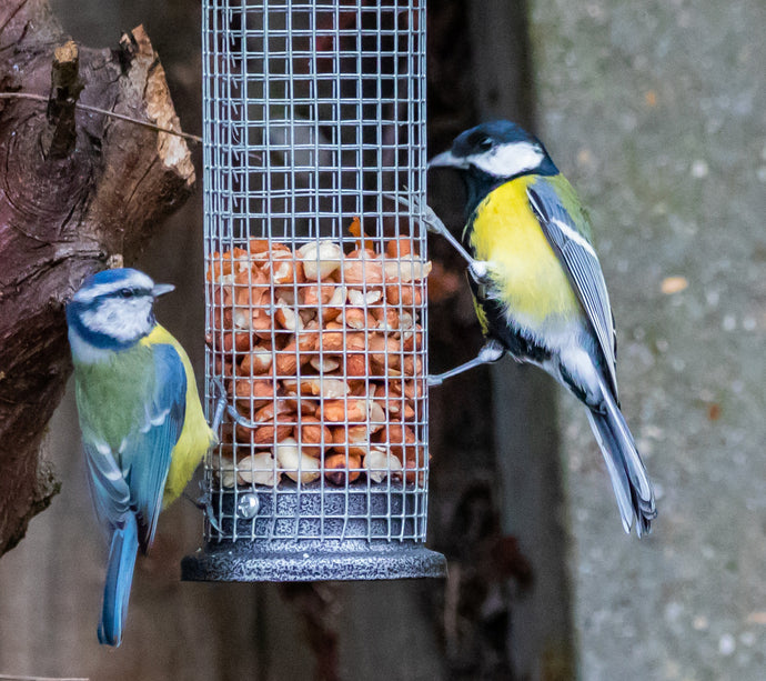 Save our Blue Tits!