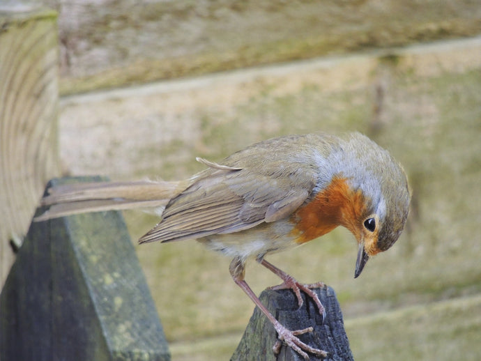 Benefits of Bird Feeding in Care and Nursing Homes